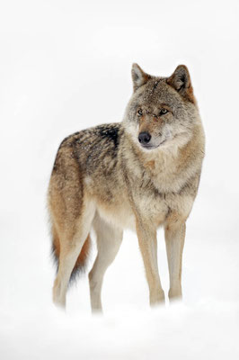 Europäischer Wolf (Canis lupus lupus) / ch104595