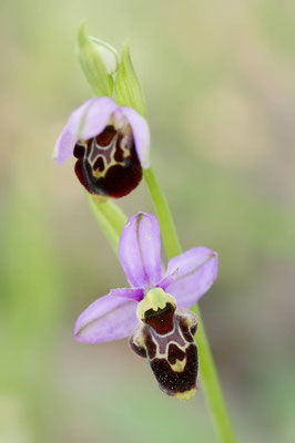 Ragwurz (Ophrys santonica, Ophrys scolopax subsp. santonica) / ch108893