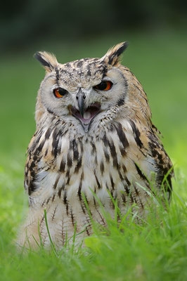 Bengalenuhu oder Indischer Uhu (Bubo bengalensis) / ch131565