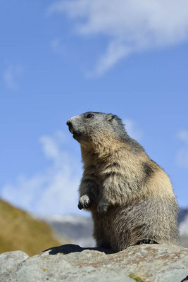 Alpenmurmeltier (Marmota marmota) / ch164021