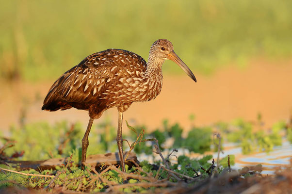 Rallenkranich (Aramus guarauna pictus) / ch067907