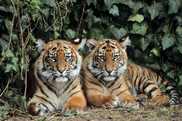 Sumatra-Tiger (Panthera tigris sumatrae) / chs06845