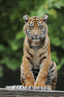 Sumatra-Tiger (Panthera tigris sumatrae) / ch079672