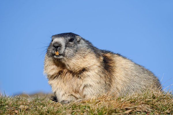 Alpenmurmeltier (Marmota marmota) / ch164322