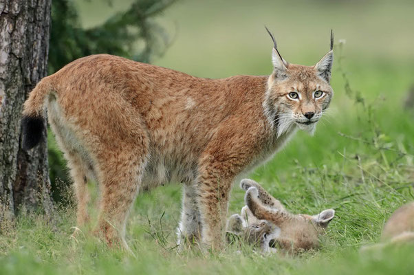 Eurasischer Luchs (Lynx lynx) / ch077361