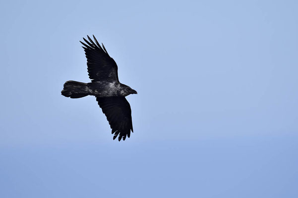 Kolkrabe (Corvus corax) / ch154877