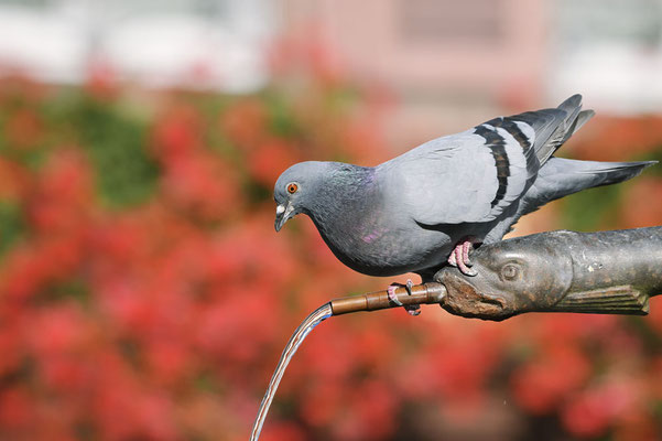 Stadttaube  (Columba livia f. domestica) / ch191962