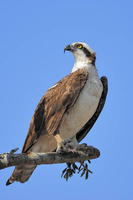 Fischadler (Pandion haliaetus) / ch024923