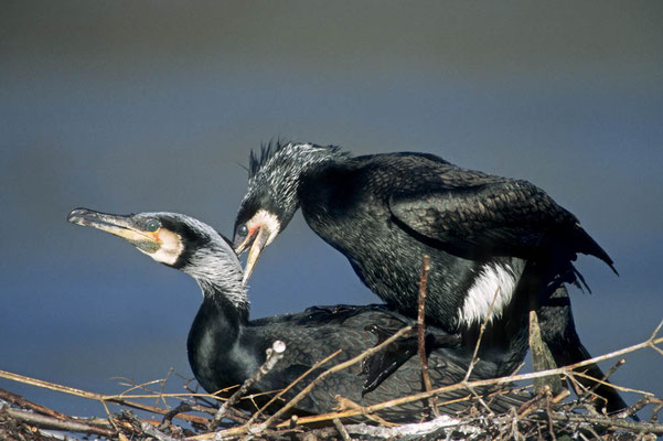 Kormoran (Phalacrocorax carbo) / chs04007