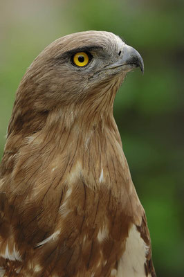 Schlangenadler (Circaetus gallicus) / ch054341