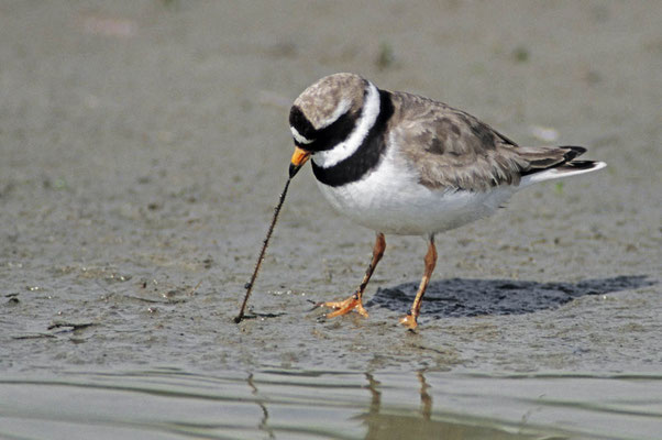 Sandregenpfeifer (Charadrius hiaticula) / chs03754