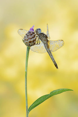 Feuerlibelle (Crocothemis erythraea) / ch168536