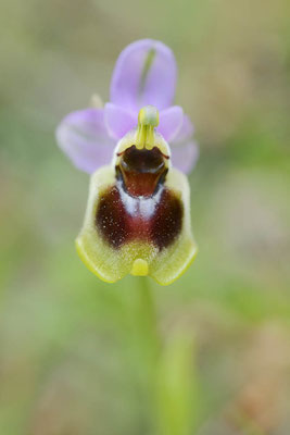 Wespen-Ragwurz (Ophrys tenthredinifera) / ch155088