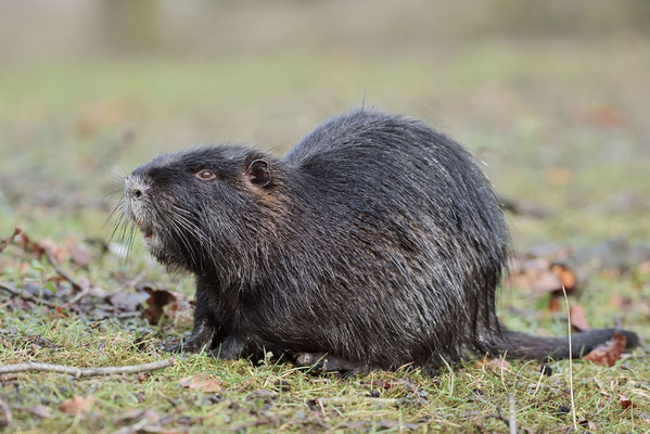 Nutria (Myocastor coypus) / ch176534