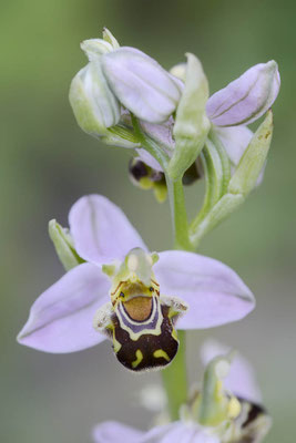 Bienen-Ragwurz (Ophrys apifera) / ch147628