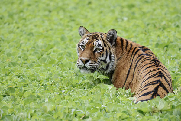 Sibirischer Tiger (Panthera tigris altaica) / ch168723