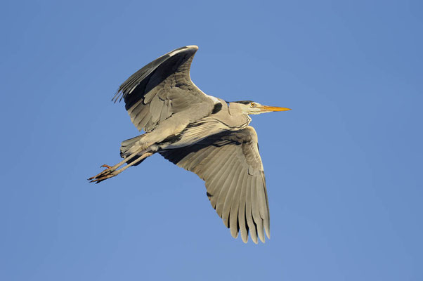 Graureiher (Ardea cinerea) / ch084805