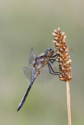 Kleiner Blaupfeil (Orthetrum coerulescens) / ch151303