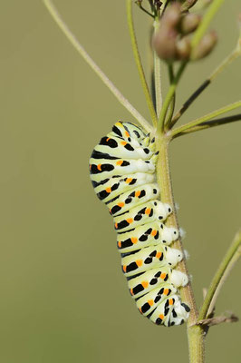 Schwalbenschwanz (Papilio machaon) / ch168393