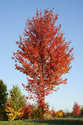 Amerikanischer Amberbaum  (Liquidambar styraciflua) /ch198837