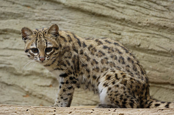 Tigerkatze  (Leopardus tigrinus) / ch055617