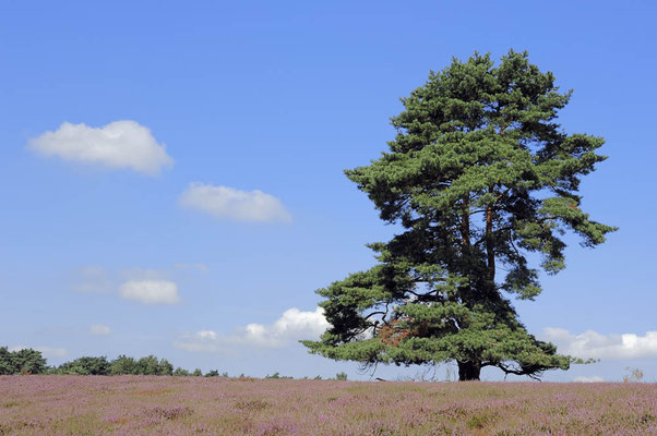 Gemeine Kiefer (Pinus sylvestris) / ch041214