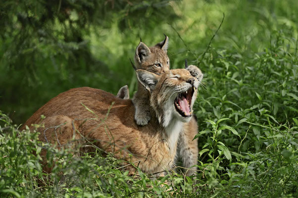 Eurasischer Luchs (Lynx lynx) / ch077397