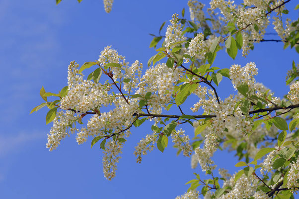 Gewöhnliche Traubenkirsche (Prunus padus, Padus avium) / ch026965