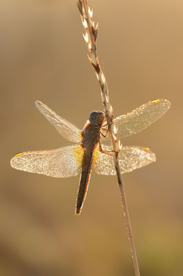 Feuerlibelle (Crocothemis erythraea) / ch181828