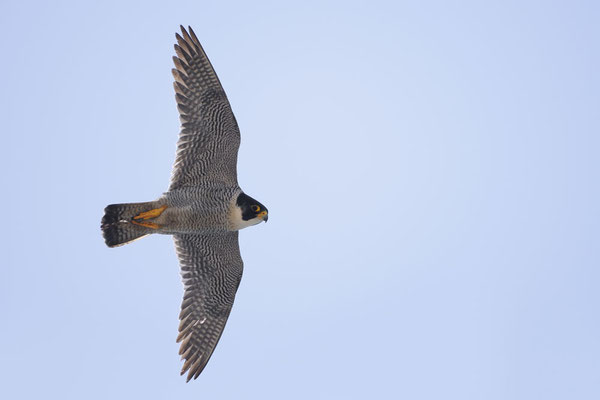Wanderfalke (Falco peregrinus) / ch180625