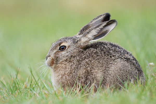 Feldhase (Lepus europaeus) / ch189996