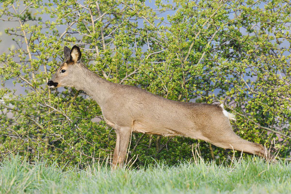 Europäisches Reh (Capreolus capreolus) / ch197383