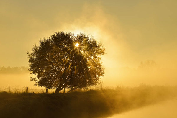 Baum bei Sonnenaufgang mit Nebel, Nordrhein-Westfalen / ch165321a