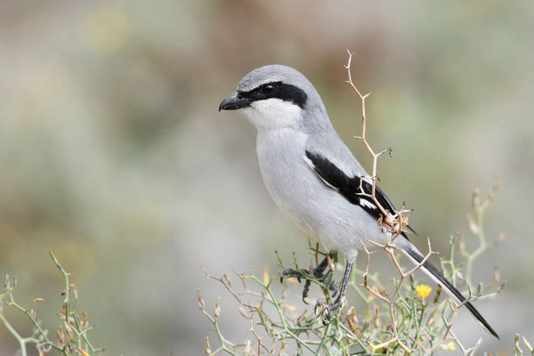 Raubwürger (Lanius excubitor koenigi) / ch195035