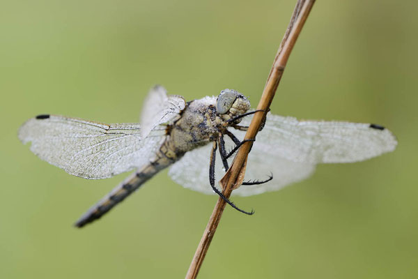 Großer Blaupfeil (Orthetrum cancellatum) / ch163655