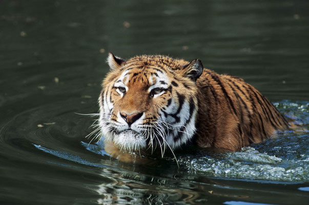 Sibirischer Tiger (Panthera tigris altaica) / chs06560