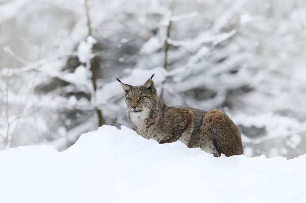 Eurasischer Luchs (Lynx lynx) / ch135813