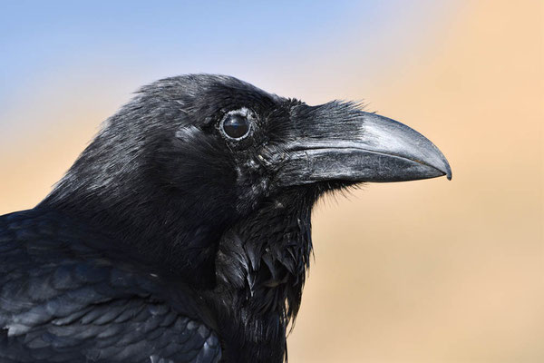 Kolkrabe (Corvus corax) / ch195113