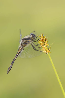 Schwarze Heidelibelle (Sympetrum danae) / ch138839