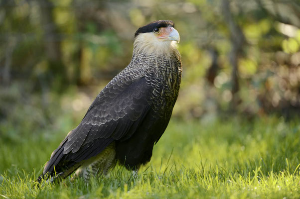 Schopfkarakara (Caracara plancus) / ch139162