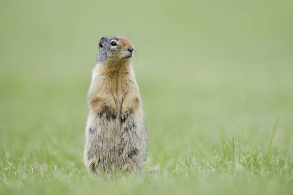 Columbia-Ziesel (Urocitellus columbianus, Spermophilus columbianus) / ch161797