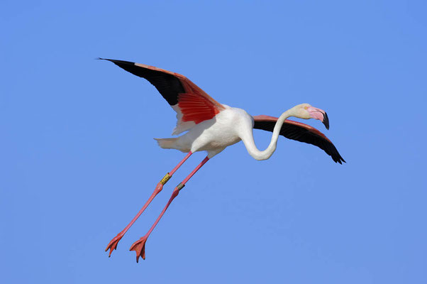 Rosaflamingo (Phoenicopterus roseus) / ch054265