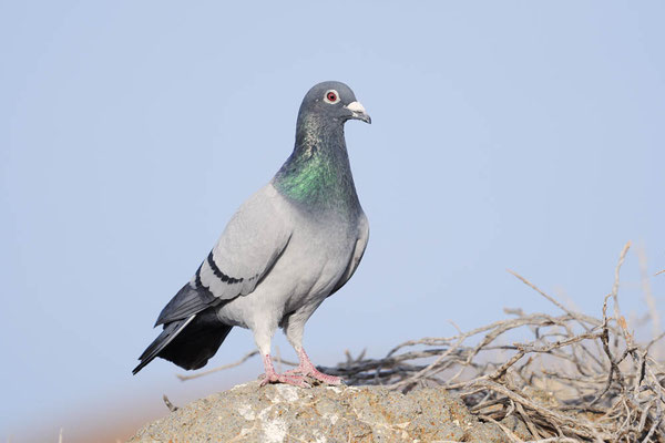 Felsentaube (Columba livia) / ch194907