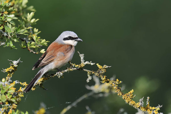 Neuntöter (Lanius collurio) / ch196051