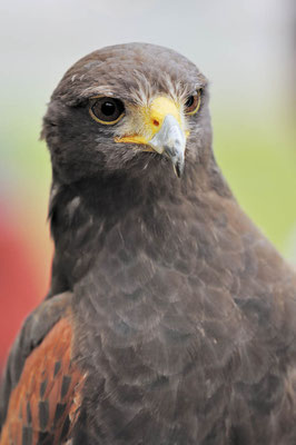 Wüstenbussard (Parabuteo unicinctus) / ch039269