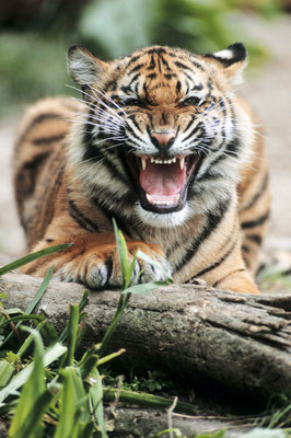 Sumatra-Tiger (Panthera tigris sumatrae) / chs06578