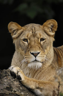 Löwe (Panthera leo) / ch021579