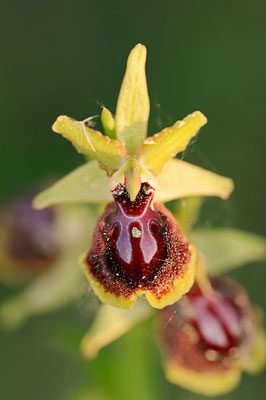 Kleine Spinnen-Ragwurz (Ophrys araneola) / ch090850