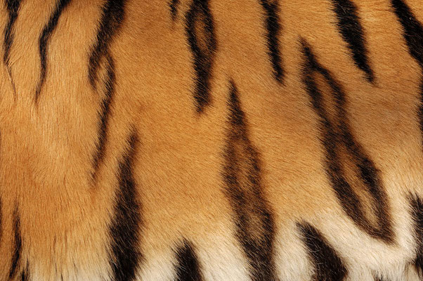 Sibirischer Tiger (Panthera tigris altaica) / ch047654