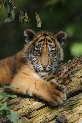 Sumatra-Tiger (Panthera tigris sumatrae) / ch071825